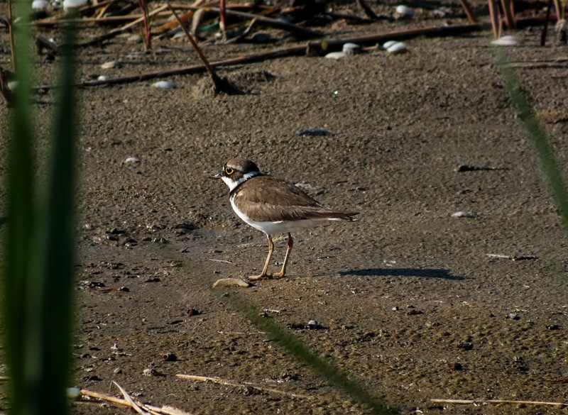 Corriere piccolo che si crede Fratino